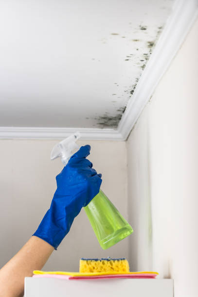 Attic Mold Removal in Watergate, FL